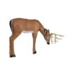 Delta Mckenzie 3D Pro Series - Medium Grazing Deer -Bow Master Supplies DEL042