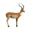Delta Mckenzie 3D Pro Series - African Impala -Bow Master Supplies DEL058