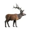 Rinehart 3D Target - Standing Elk -Bow Master Supplies RIN072