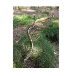 Simon's Bow Company Sunburst Raptor RX Horsebow 6 Simon's Bow Company Sunburst Raptor RX Horsebow -Bow Master Supplies rx3 2